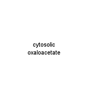 cytosolic oxaloacetate